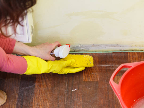 Mold Odor Removal Services in Stanberry, MO